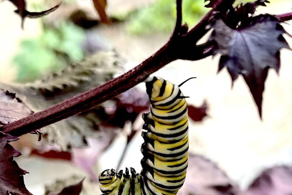 Decor view of Garden Apartment Retreat