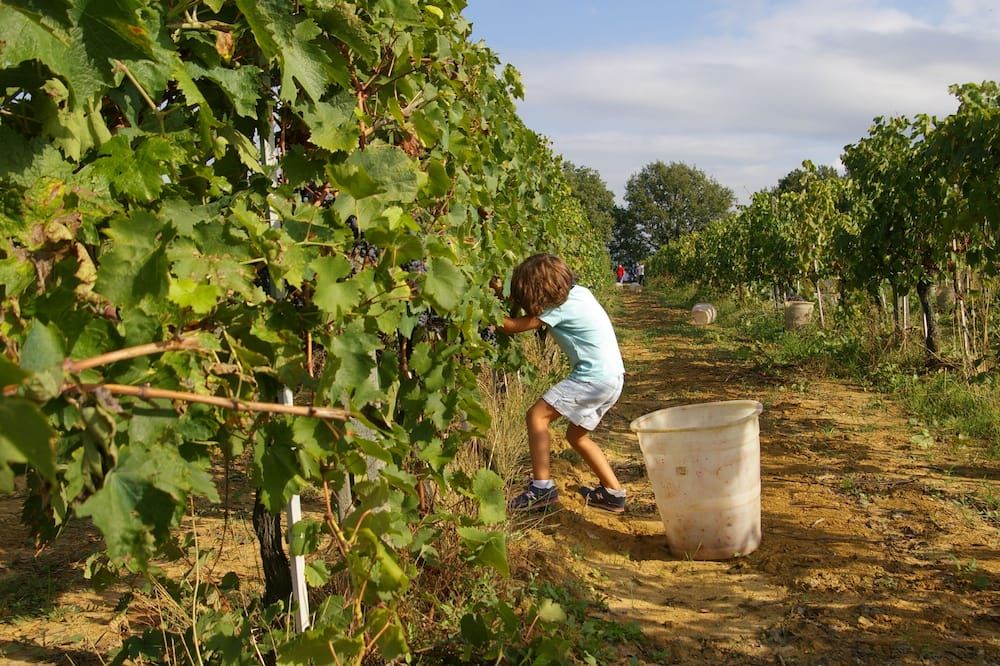 Agriturismo Le Baccane - Vinci - Buiten zicht
