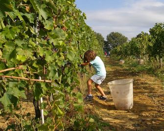 Agriturismo Le Baccane - Vinci - Außenansicht