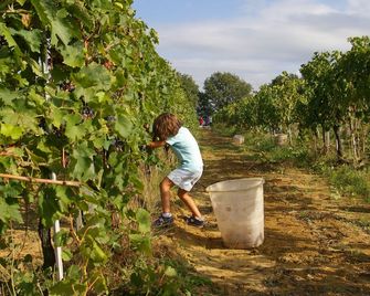Agriturismo Le Baccane - Vinci - Buiten zicht