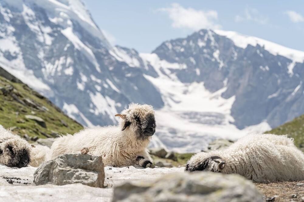 Hotel Pollux - Zermatt