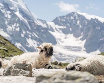 Hotel Pollux - Zermatt
