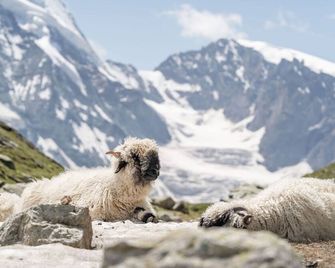 Hotel Pollux - Zermatt
