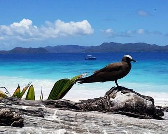 L`Hirondelle - Baie Sainte Anne