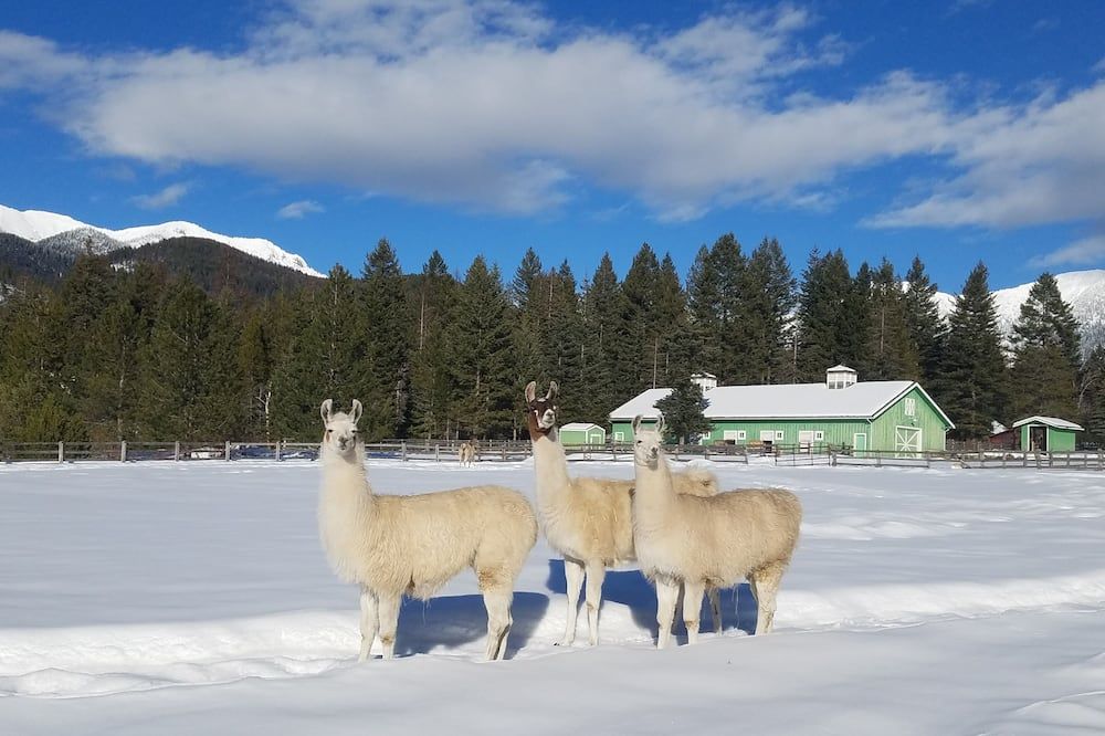 Working Llama Farm Experience Located Just 30 Minutes From Glacier National Park - Bigfork - Servicio de la propiedad