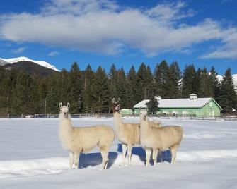 Working Llama Farm Experience Located Just 30 Minutes From Glacier National Park - Bigfork - Property amenity