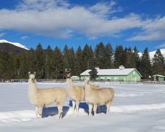 Working Llama Farm Experience Located Just 30 Minutes From Glacier National Park - Bigfork - Servicio de la propiedad