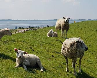 Cozy vacation cottage. Grevelingen beach Herkingen. North Sea beach at 20 minutes. - Herkingen