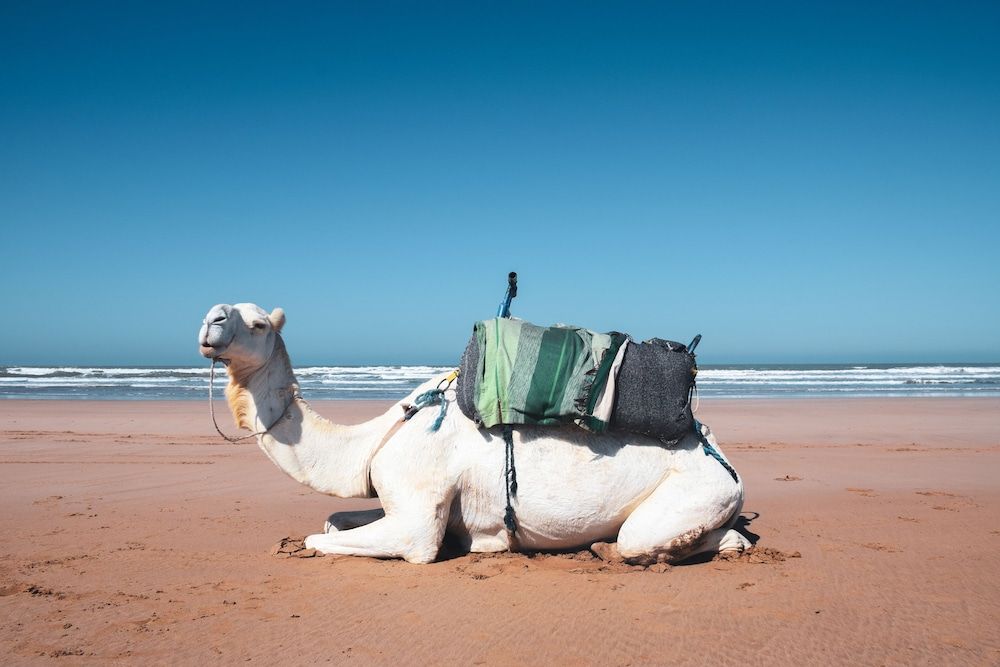 Riad Dar Dayana - אסאוירה - חוף