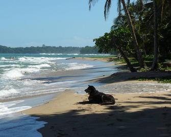 Welcome to the jungle! stylish jungle view apartments for nature lovers - Cocles - Plaża