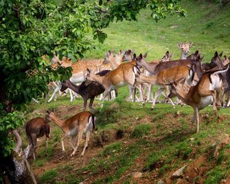 Tourist Farm Arbajter - Resnik