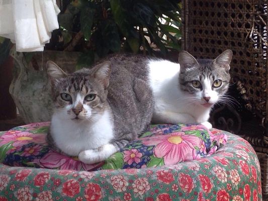 Hotel Pousada Casuarinas - Recife - Bedroom