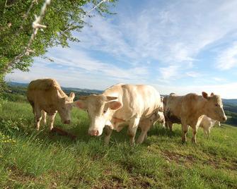 Rural Calm for Country Lovers - Mhère