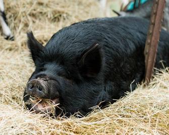 Tiny Cottage at Goat House Farm - Tallahassee