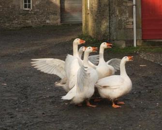 Wiltonburn Farm B&B - Hawick