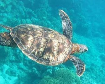 Lagoon315 (Akashima) - Zamami