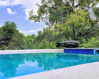 Kingfisher Creek Safari Lodge - Hoedspruit - Piscina