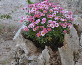 Floralia - Karterados - Outdoors view