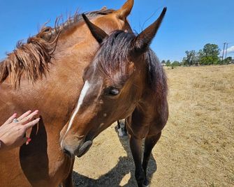 Unique 2BR 5th Wheel Getaway - Horse Ranch Views - Wi-Fi & A/C - Rio Linda