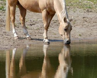 Lelymare Logies - Lelystad