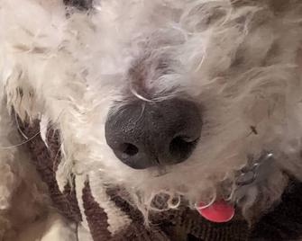 4-bedroom house in wonderful Philipsburg with WiFi, AC - Philipsburg