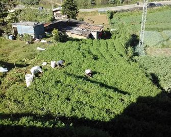 Shiny Cot - Nuwara Eliya - Vista del exterior