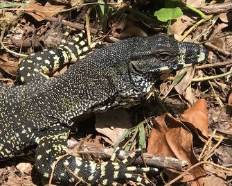 Daintree Crocodylus - Daintree