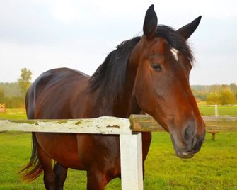 Zielona Dolina - Myślibórz