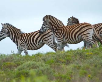 Intle Boutique Hotel - Jeffreys Bay