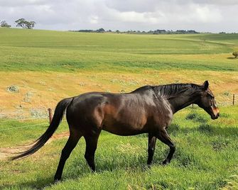 Equestrian Farm Stay - Elizabeth