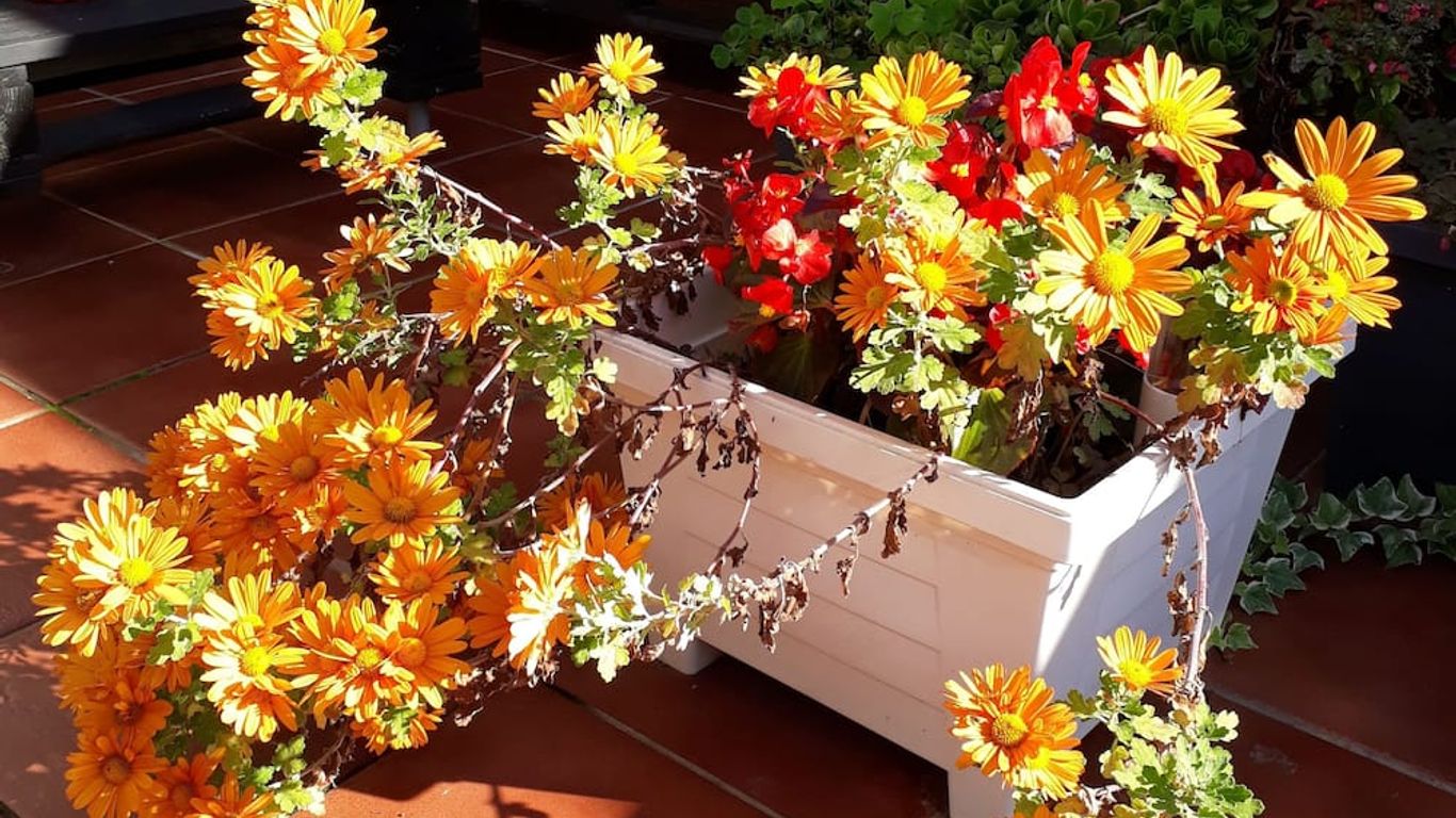 多納特立尼達酒店