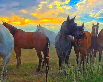 Cozy and Authentic Tipi Rental on Working Horse Ranch near Denver, Colorado - Hudson