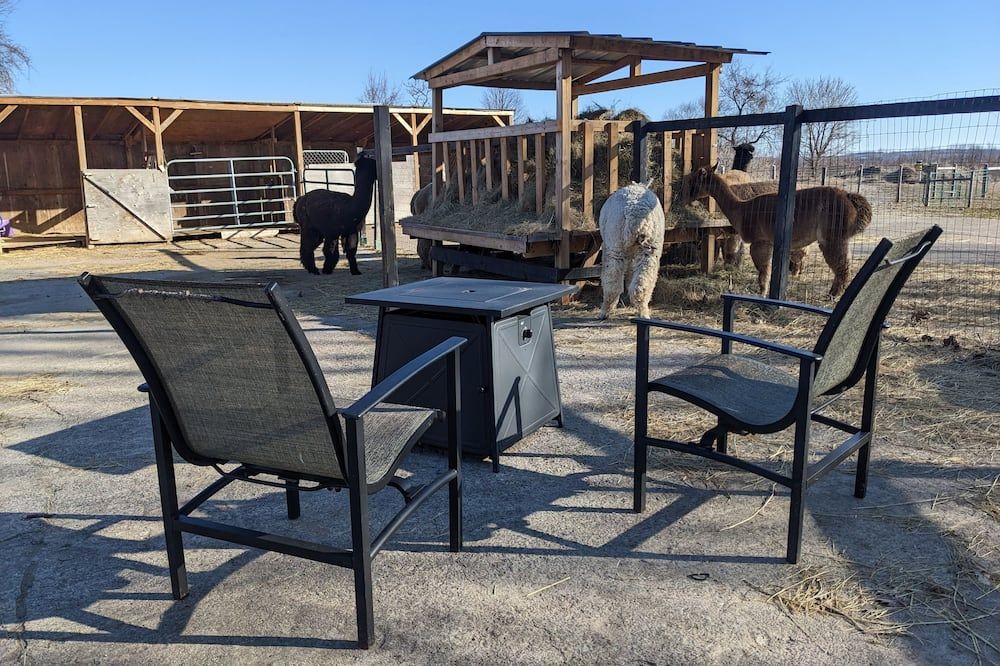 Sleep with Alpacas in Port Hope, an hour away from Toronto - Port Hope - Innenhof