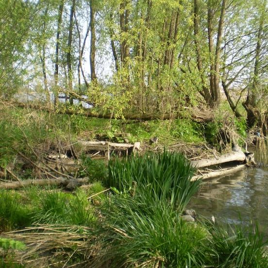 de Brabantse Biesbosch image 1