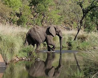 Inzalo Safari Lodge - Vaalwater