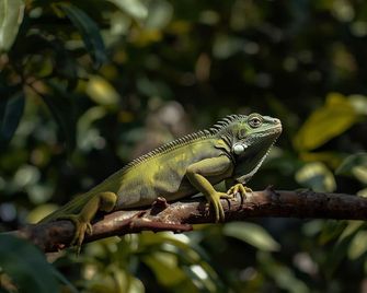Jungle Like Oasis in San Ignacio - Secluded Cabaña Retreat Close to Mayan Ruins - 聖伊格納西奧