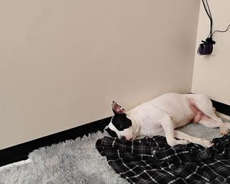 Chic 1-bedroom apartment with WiFi, fitness room in cool New Haven - Нью-Гавен