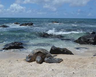 Country Studio Apartment - Haleiwa - Playa