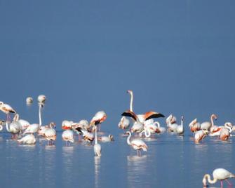 Residence Molo - Lido delle Nazioni