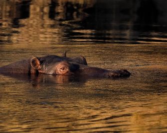 Zambezi Dusk - Livingstone