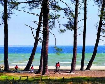 Rental Chalet Biscarrosse Class 2 Stars In Fenced Park - Biscarrosse - Plage