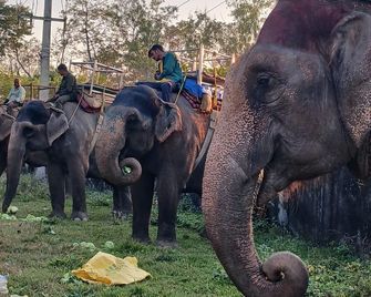 Sauraha Safari Resort - Sauraha