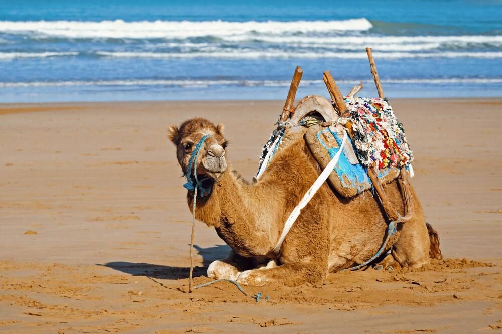 Riad Eucalyptus, Ethnic Hotel - Essaouira - Beach