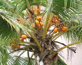 The Norfolk Heritage Airport Villa - Katunayake