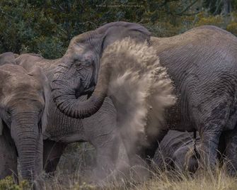 Woodbury Tented Camp - Amakhala Game Reserve - Sidbury
