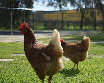 Amande Bed And Breakfast - Mclaren Vale