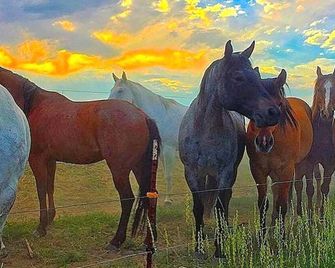 Cozy and Authentic Tipi Rental on Working Horse Ranch near Denver, Colorado - Hudson