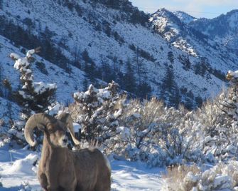The Remington - Yellowstone and Cody Cabin with spectacular views. - Wapiti - Building