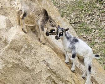 Off grid Couples Cabin in Southern West Virginia - Charleston