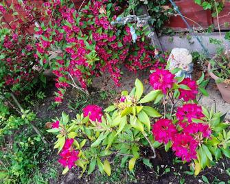 Beautiful Bungalow In Lovely Garden Enquire For Details - Manchester - Outdoor view